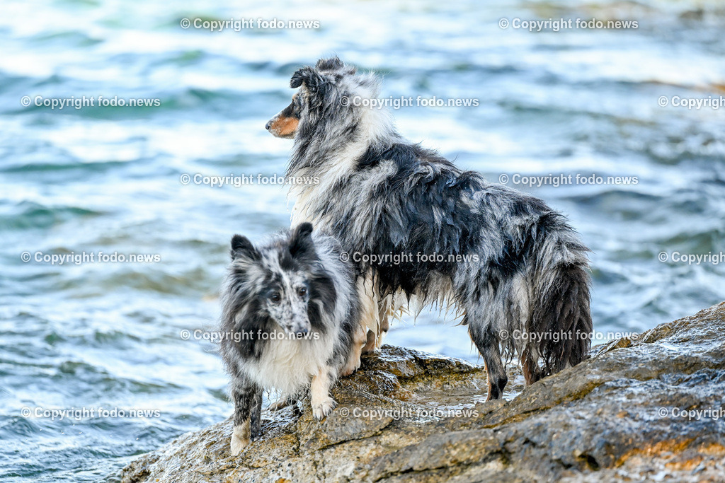 Kroatien_ Brac_ Insel in Dalmatien_ Milna_ 19.07.2025-7 | 19.07.2025, Kroatien, HRV, Brac, Insel in Dalmatien, Milna im Bild Themenbild, Hund, Hunde, Strand, Felsen, Urlaub, Urlaub mit Hund am Meer, Meer, Adria, Tourismus, Salzwasser, Feature, Symbolbild
