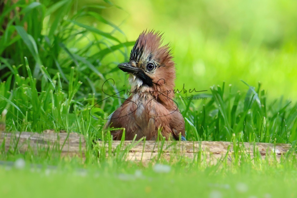 Eichelhäher | Simone Sperber, svb-photography,Fotografin,Bilddesignerin,Naturfotografie,Macrofotografie,Tierfotografie,Wildtierfotografie,Ausstellungen,Auftragsfotografie,Kunst,Art,Photographer,Shootings,Bildberatbeitung,Galerie,Shop