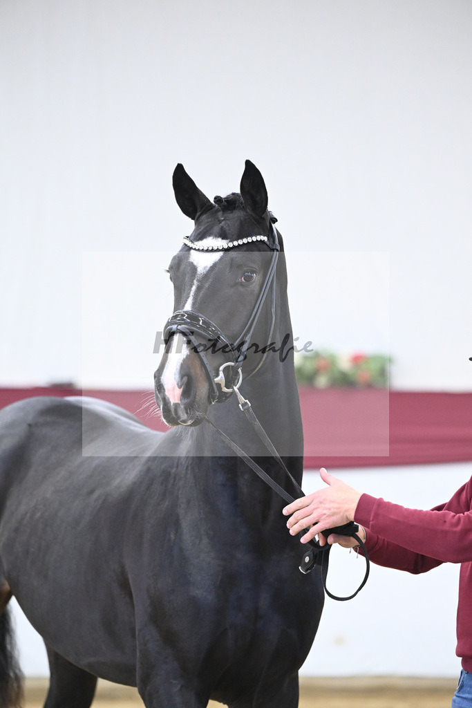 Kat-Nr. 18 Escaneno x Fuerstenball_Stefan Holtwiesche_47250473 | hf-fotografie - Realisiert mit Pictrs.com