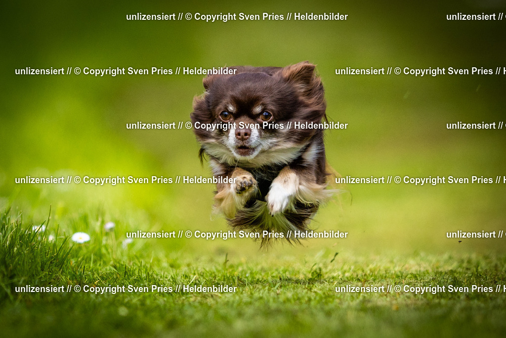 Sven Pries | 2025-04-13 - Hunderennen Baden-Baden - Realisiert mit Pictrs.com