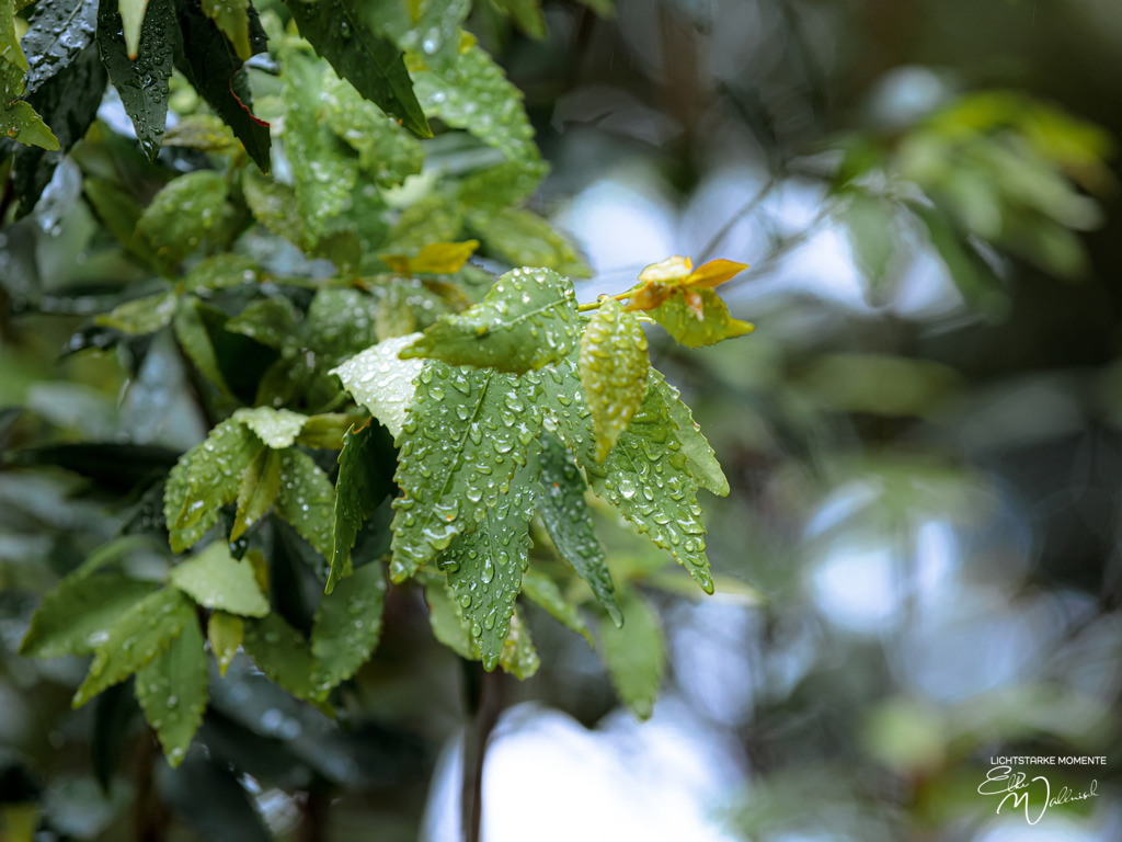 20231007-115433 SOUTHAFRIKA_-1 | Herzlich willkommen auf meiner Seite! Ich bin Elke Wallnisch, Deine Fotografin für lichtstarke Momente. Der Name steht für alles, was mich mit der Fotografie verbindet: Das Licht und seine machtvolle Wirkung auf eine Situation oder unsere Stimmung - Realisiert mit Pictrs.com