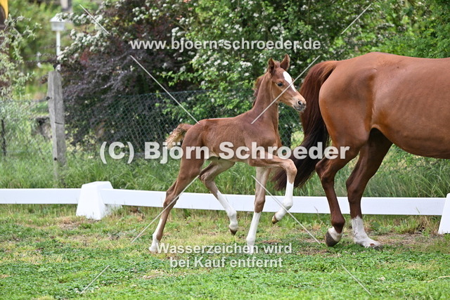 5a_Bonds - Floriscount_755_2463 | Björn Schroeder Pferdefotografie
