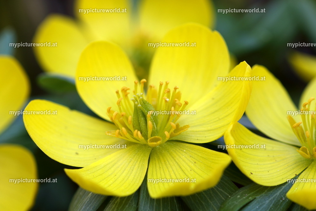 Winterling-004 | Das Bilderarchiv über Tiere, Planzen und Landschaften. In der Bilddatenbank finden Sie ein große Auswahl an hochwertigen Bilder für Ihre Werbung - Realisiert mit Pictrs.com