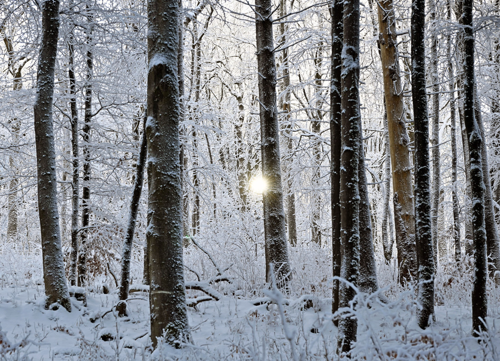 Geba260111-Winterwald01 | lucisnaturbilder - Realisiert mit Pictrs.com