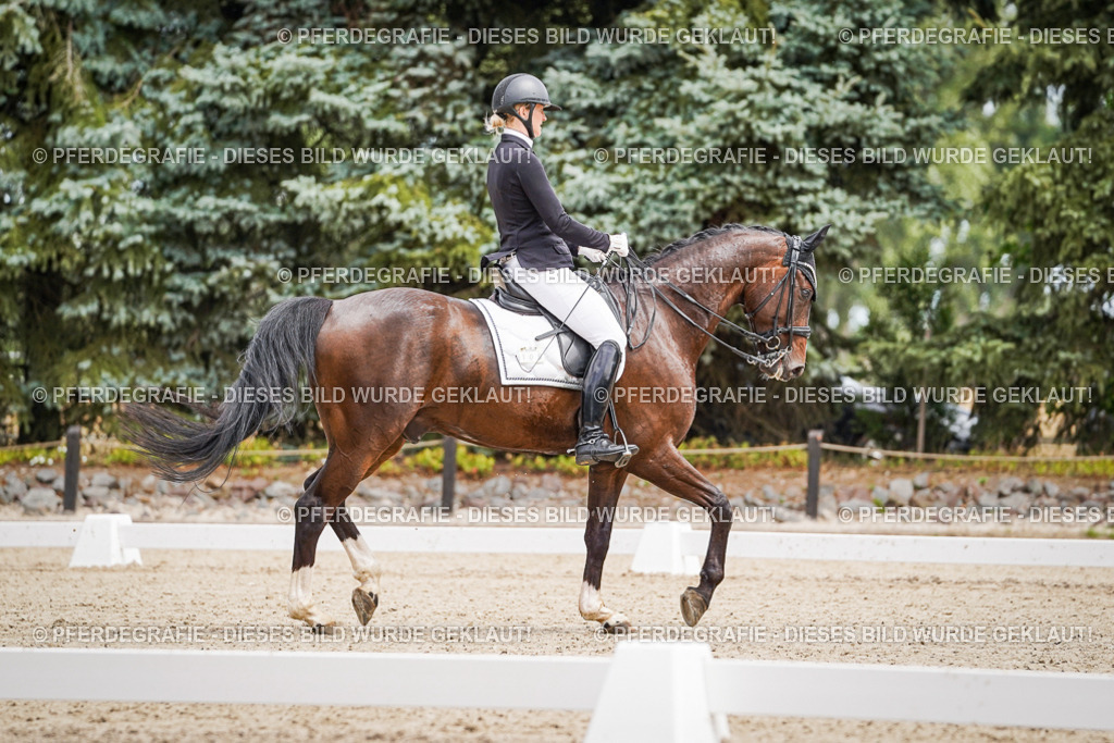 DSC03754 | Pferdegrafie