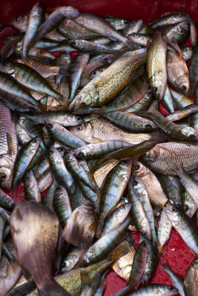 Gefangene Fische im roten Kuebel | San Feliciano, Italien - August 31, 2016: Lago Trasimeno; Gefangene Fische im roten Kuebel. - Realisiert mit Pictrs.com