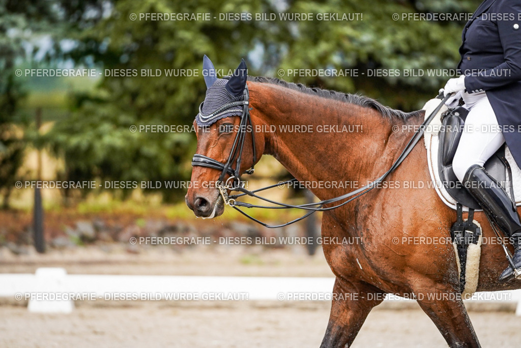 DSC09786 | Pferdegrafie