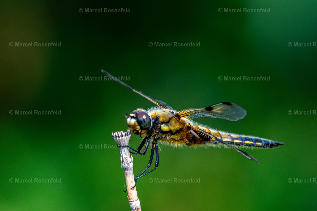 _DSC1415 | foto-rosenfeld