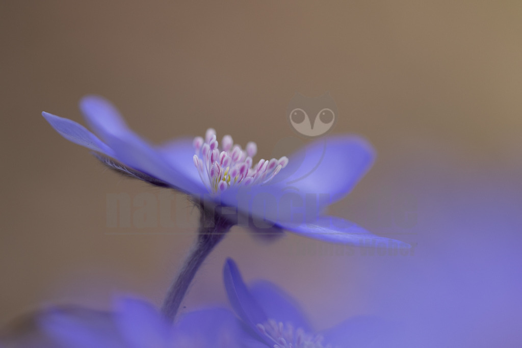 20220312112559 | Das Leberblümchen (Hepatica nobilis) ist ein typischer Frühlingbote. Im März, wenn Brauntöne noch das Bild des Waldes beherrschen, sind die zarten blauvioletten Blüten am Waldboden das erste Zeichen des einsetzenden Frühlings. Die hübschen Pflanzen nutzen die Zeit, bevor die Blätter der Bäume austreiben und ihnen das Licht rauben. Die Lebensdauer der Blüten beträgt etwa acht Tage. Mitte April ist ihre Blütezeit bereits abgeschlossen. - Realisiert mit Pictrs.com