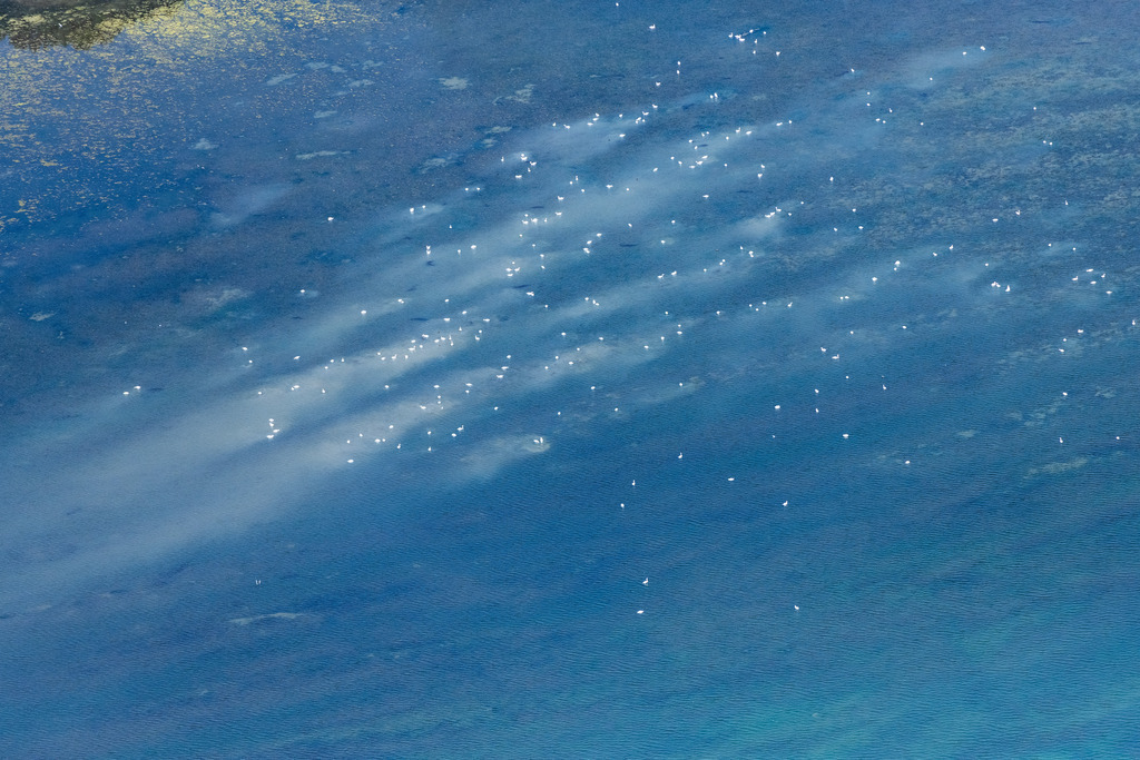 dr__0016256.jpg | FRIEDRICHSHAFEN 03.08.2018 Spiegelung und Sonnen- Strahlen Reflektion auf der Wasser - Oberfläche des Bodensees in Immenstaad am Bodensee im Bundesland Baden-Württemberg, Deutschland. // Sun rays Reflection on the water surface of Bodensees in Immenstaad am Bodensee in the state Baden-Wurttemberg, Germany. Foto: Daniel Reiter