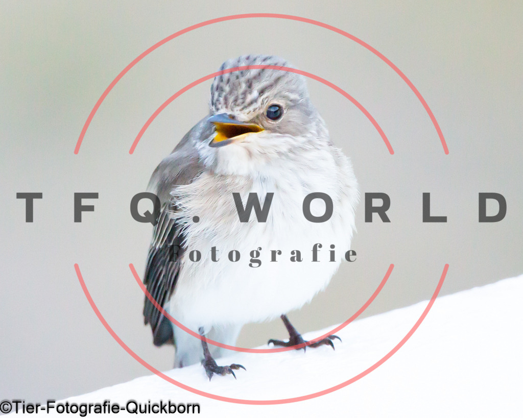 A62A8178 | tfq - Realisiert mit Pictrs.com