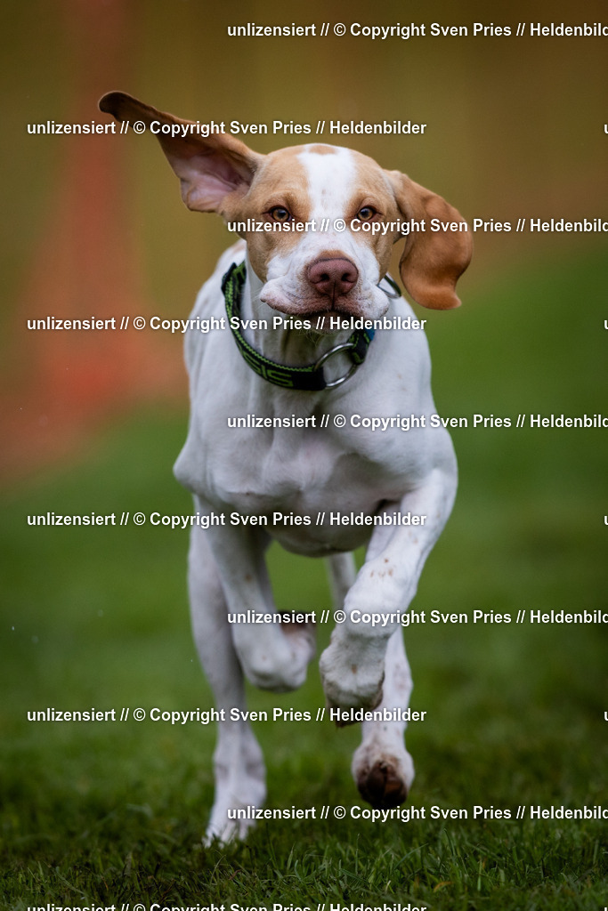 Sven Pries | 2024-04-21 - Hunderennen Baden-Oos
Foto: Sven Pries - Realisiert mit Pictrs.com