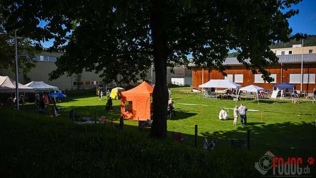 Beagle Club Schweiz  | Beagle Club Schweiz, 45 Jahre in Menziken 2025 Foto: Leo Wyden