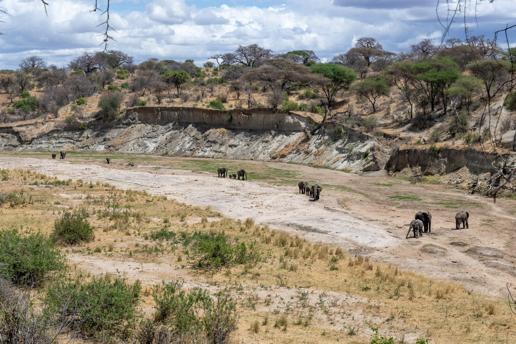 Tarangire Nationalpark - 26. September 2022 | Elefanten im Tarangire Nationalpark.
Bild: Sportfotografie Markus Aeschimann | www.markus-aeschimann.ch - Realisiert mit Pictrs.com