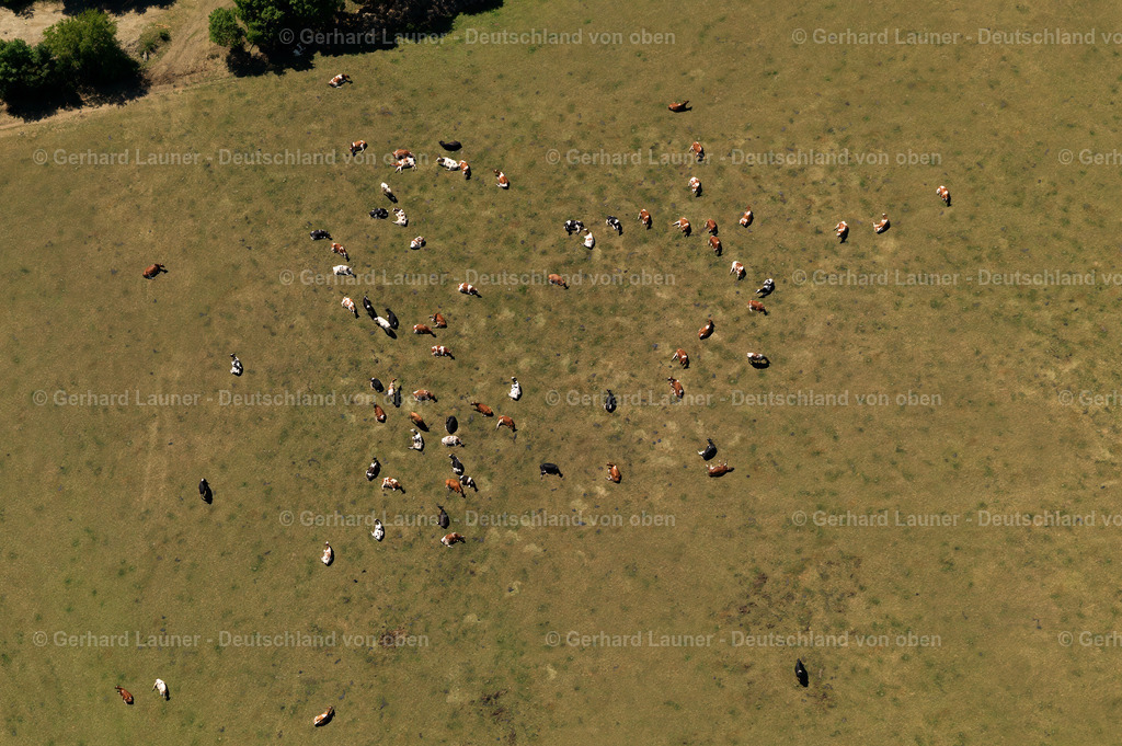 3114656 | Kühweide bei Fronrath