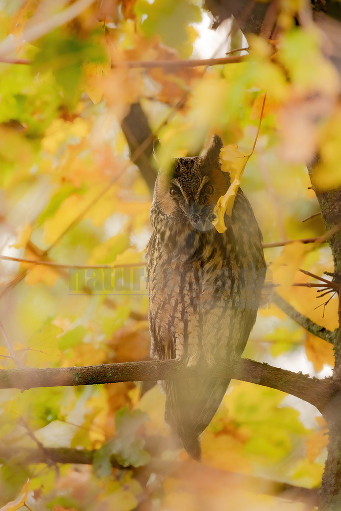 R5NF6014_20241110 | Die Waldohreule ist eine mittelgroße, schlanke Eule und etwa so groß wie die Schleiereule. Gegenüber dem Waldkauz wirkt sie kleiner und schlanker. Auffallend sind ihre feuergelben bis glutroten Augen und ihre langen, meist hoch aufgerichteten Federohren, die jedoch bei Erregung und im Fluge auch angelegt werden können. - Realisiert mit Pictrs.com