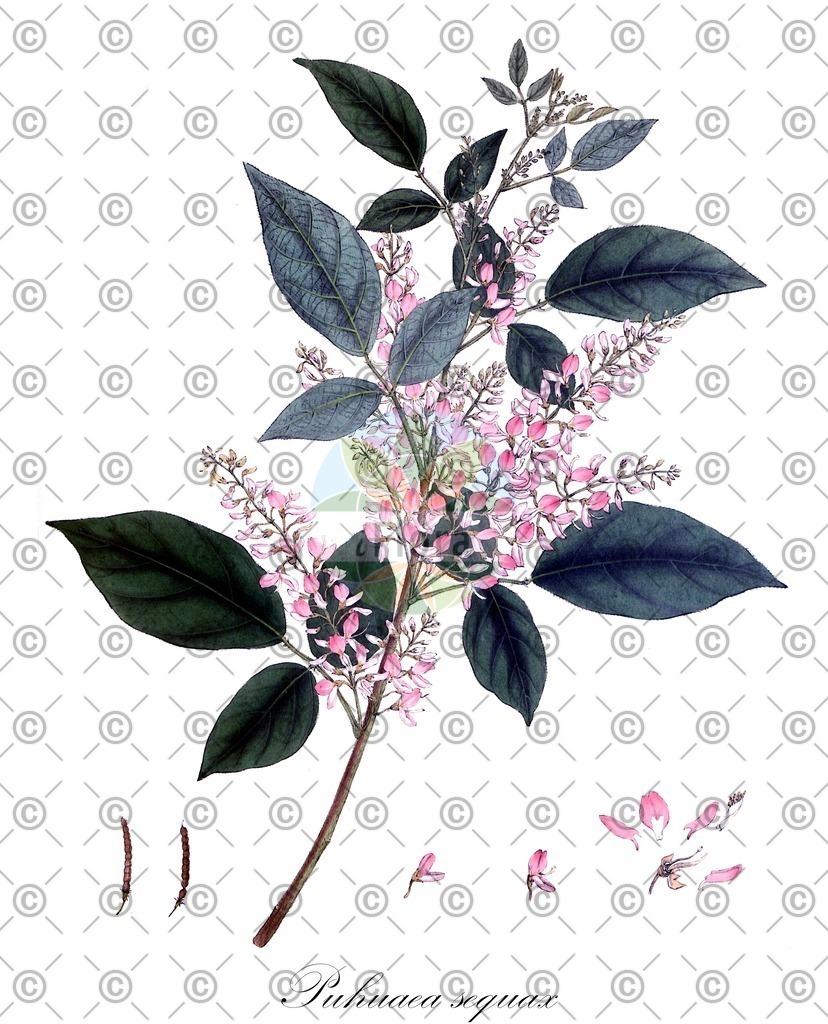 HistAbb_wfo-0000392918_1_ENZY_Simple | Historische Abbildung von Puhuaea sequax - Fabaceae | Historical Illustration of Puhuaea sequax - Fabaceae