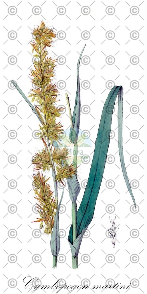 HistAbb_wfo-0000764885_1_ENZY_Simple | Historische Abbildung von Cymbopogon martini - Poaceae | Historical Illustration of Cymbopogon martini - Poaceae