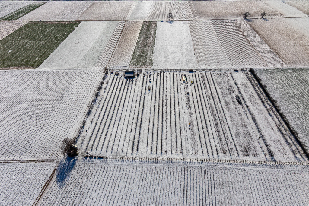 Luftbild: Mit Schnee bedeckte Felder und Obstplantage im Winter im Ortsteil Mühlhofen in Billigheim-Ingenheim im Bundesland Rheinland-Pfalz in Deutschland. Foto: IMG_124788.jpg vom 11.02.2021 durch Werner Riehm/FLY-FOTO.de