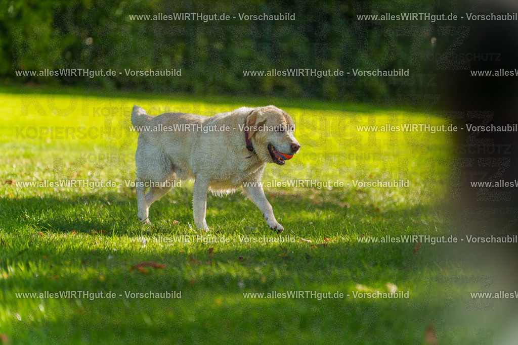 Hundeschwimmen_Grefrath_2026-allesWIRTHgut_Tierfotografie-13_56-7R508685 | Professionelle Tierfotografie in Mönchengladbach von Daniel Wirth (allesWIRTHgut). Liebevolle & natürliche Bilder von Hunden & Katzen für unvergessliche Erinnerungen.