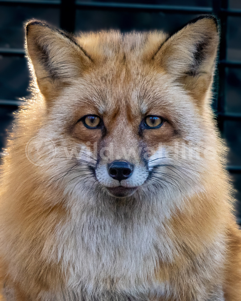 Aufmerksamer Fuchs | Portrait eines Fuchses  - Realisiert mit Pictrs.com