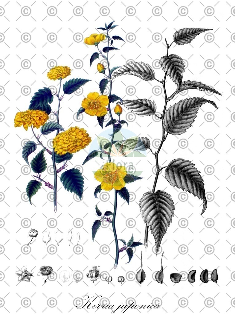 HistAbb_wfo-1000051080_1_ENZY_Simple | Historische Abbildung von Kerria japonica - Rosaceae (Japanisches Goldröschen) | Historical Illustration of Kerria japonica - Rosaceae (kerria;easter-rose;japanese-easter-rose)