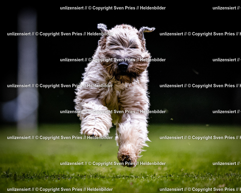 Sven Pries | 2025-10-03 - Hunderennen Obergrombach - Realisiert mit Pictrs.com