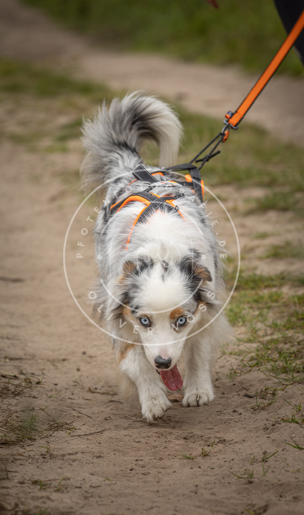 Pfotenfotografie_DV3A7024 | Hundefotografie, Tierfotograf, Pfotenfotografie, Fotoshooting Hund, Hunde Portrait, Hundesport, Hundeportraits, Heideshooting, Hunde, Sportfotograf, Hundefotograf, Turnierhundsport, THS,  - Realisiert mit Pictrs.com