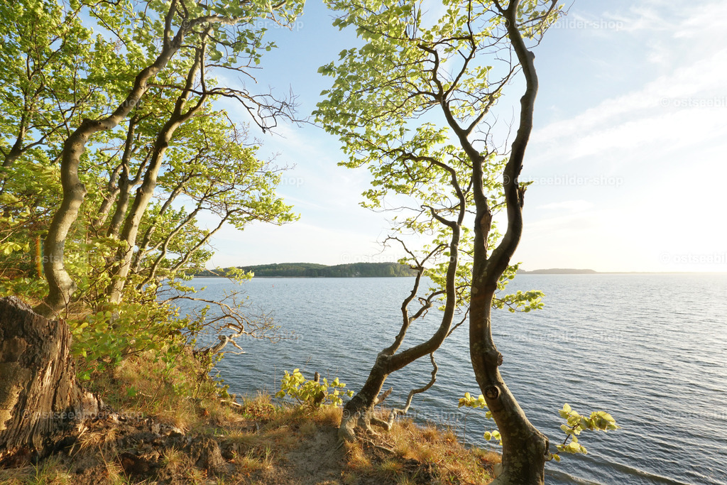 Blick auf den Großen Jasmunder Bodden | Vom zerklüfteten Hochufer fällt der Blick auf den Großen Jasmunder Bodden.