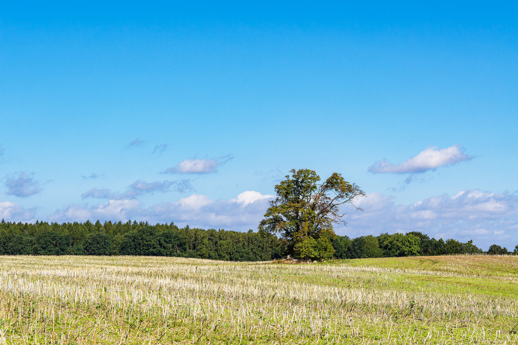 Feld mit Bäumen auf der Insel Kampenwerder im Schaalsee | Feld mit Bäumen auf der Insel Kampenwerder im Schaalsee.