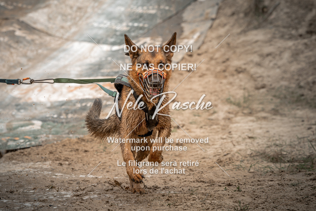 nelerasche_sa1230-1300_152 | nelerasche