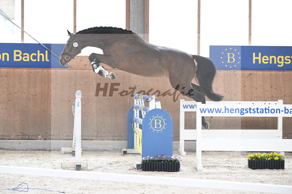 Kat-Nr. 8 nn v. Vigaro_Rau_5250256 | hf-fotografie - Realisiert mit Pictrs.com