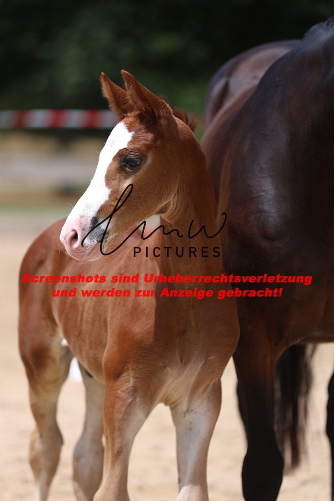 Fohlenschau_Schwäbisch_Hall_springbetonte_Fohlen_KN 21_9 | lmwpictures - Realisiert mit Pictrs.com