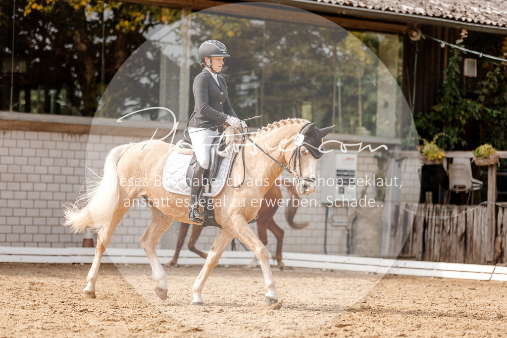 3I6A4298 | Stimmungsvolle Portraits und Reitsportfotografie im Ruhrgebiet und im Münsterland.

Pferdefotografie, Hundefotografie, Tierfotografie, Reportagen, Portraits von Tier und Mensch, Turnierfotografie in Bochum, Recklinghausen, Marl, Haltern am See, Dülmen.. - Realisiert mit Pictrs.com