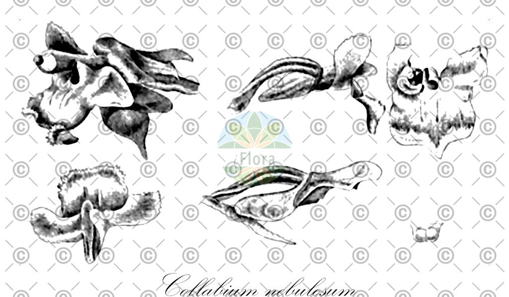 HistAbb_wfo-0000614823_1_ENZY_Simple | Historische Abbildung von Collabium nebulosum - Orchidaceae | Historical Illustration of Collabium nebulosum - Orchidaceae