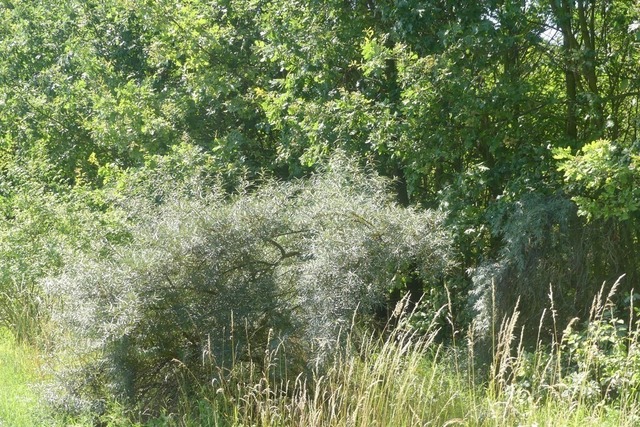 Waldschichtung | Verkauf von Fotos und  Videoclips zumThema Natur.Motive sind Pflanzen, Tiere, Landschaftenund Wetter - Realisiert mit Pictrs.com