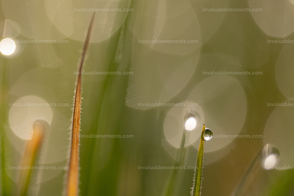 DSC_2873 | invaluablemoments.com - Realisiert mit Pictrs.com