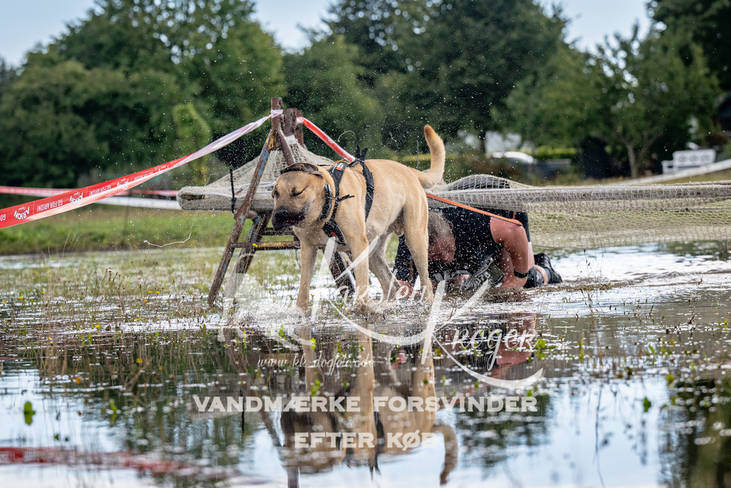 1352_ZZ90239 | kk-dogfotos