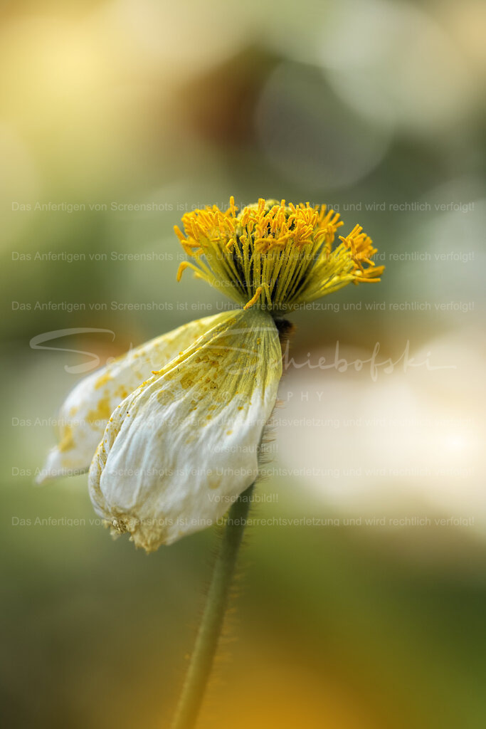 Zarter Mohn - von Winde verweht | People- und Tierfotografie, Imageaufnahmen, Veranstaltungsfotografie und Wandbilder aus der Natur ★ Made in Germany ✔️ Druck + Downloads ✔️ Naturfotografie in Top Qualität ★ schneller Versand, weltweite Lieferung! - Realisiert mit Pictrs.com