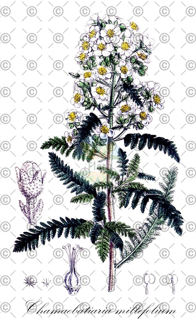 HistAbb_wfo-0000662017_1_SIMPLE | Historische Abbildung von Chamaebatiaria millefolium - Rosaceae (Harzspiere) | Historical Illustration of Chamaebatiaria millefolium - Rosaceae