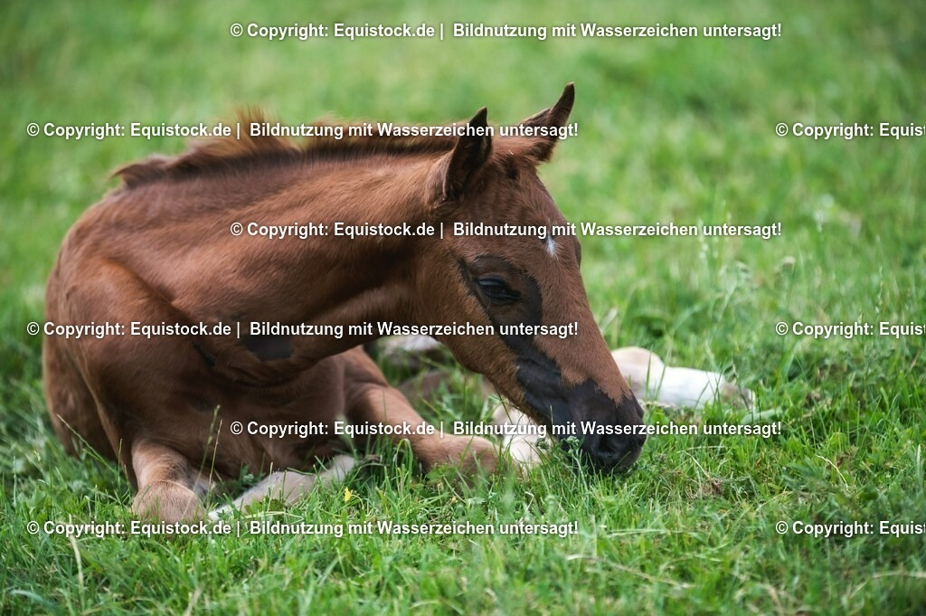 20210617_Fohlen_0307 | Foto: Thomas Hartig