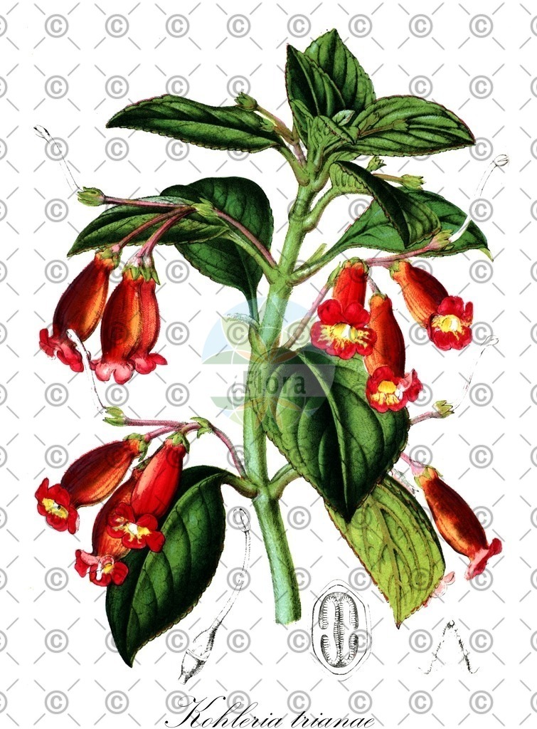 HistAbb_wfo-0000356524_1_ENZY_Simple | Historische Abbildung von Kohleria trianae - Gesneriaceae | Historical Illustration of Kohleria trianae - Gesneriaceae