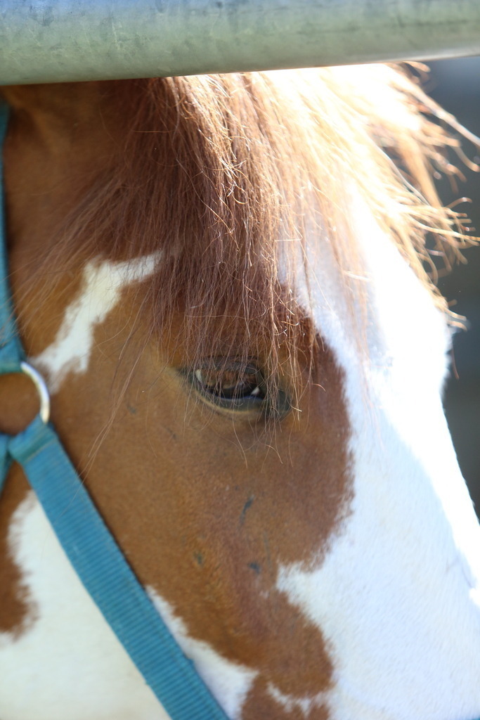 DL2Q3094 | Willkommen bei Brunnmayr - Design & Fotografie – Ihrem Spezialisten für Reitturniere und Pferdeveranstaltungen in Oberösterreich, Salzburg und Bayern! Seit über 17 Jahren sind wir leidenschaftlich dabei.