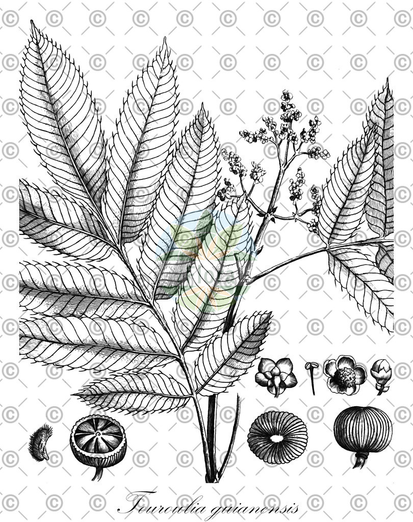 HistAbb_wfo-0000406860_1_ENZY_Simple | Historische Abbildung von Touroulia guianensis - Ochnaceae | Historical Illustration of Touroulia guianensis - Ochnaceae