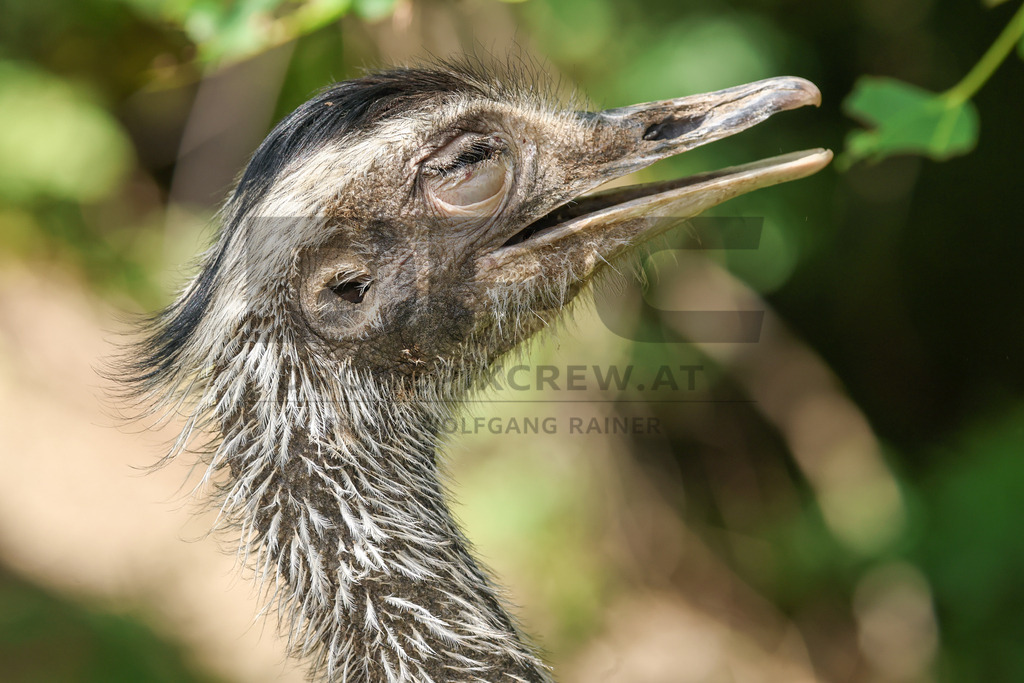 Rhea at Tierpark Herberstein // Nandu im Tierpark Herberstein | A rhea at Tierpark Herberstein in Styria, Austria. The scene shows the large flightless bird in its zoo enclosure and highlights its distinctive appearance, alert posture and natural behavior in the animal park environment. // Ein Nandu im Tierpark Herberstein in der Steiermark, Österreich. Die Szene zeigt den großen flugunfähigen Vogel in seinem Gehege und hebt sein markantes Erscheinungsbild, seine aufmerksame Haltung und sein natürliches Verhalten im Tierpark hervor. - Realisiert mit Pictrs.com