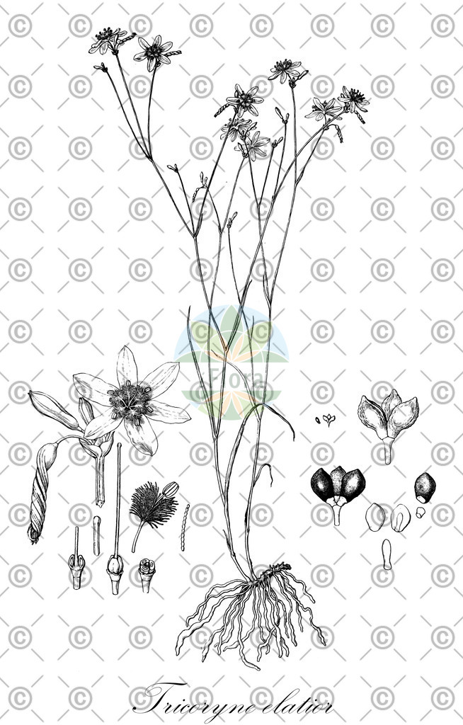 HistAbb_wfo-0000030336_1_ENZY_Simple | Historische Abbildung von Tricoryne elatior - Asphodelaceae | Historical Illustration of Tricoryne elatior - Asphodelaceae