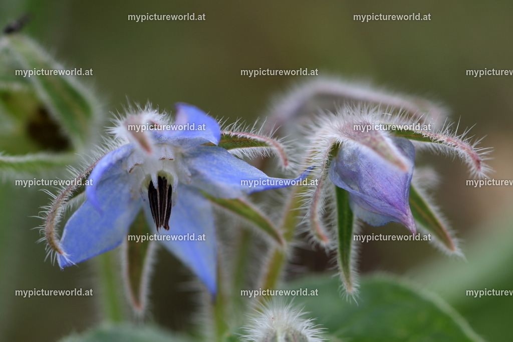 Borretsch-006 | Das Bilderarchiv über Tiere, Planzen und Landschaften. In der Bilddatenbank finden Sie ein große Auswahl an hochwertigen Bilder für Ihre Werbung - Realized with Pictrs.com