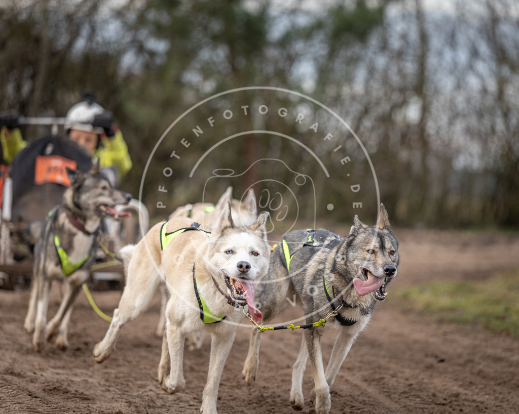 Pfotenfotografie_DV3A6115 | Hundefotografie, Tierfotograf, Pfotenfotografie, Fotoshooting Hund, Hunde Portrait, Hundesport, Hundeportraits, Heideshooting, Hunde, Sportfotograf, Hundefotograf, Turnierhundsport, THS,  - Realisiert mit Pictrs.com