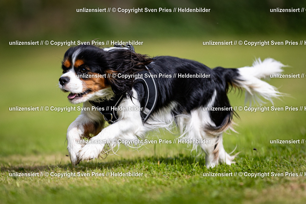 Sven Pries | 2024-09-22 - Hunderennen Baden-BadenPudelverein - Realisiert mit Pictrs.com