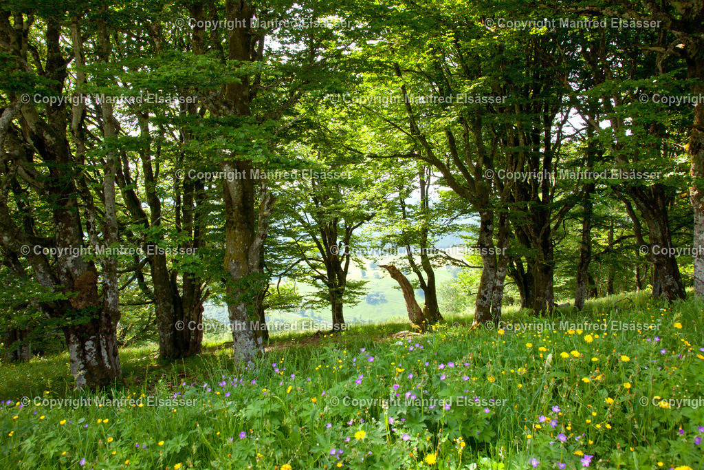 WB-041 | Lichter Laubwald mit wilder Blumenwiese im Sommer - Realisiert mit Pictrs.com